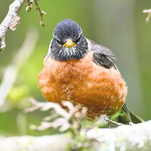 Robins may stick around in winter News, Sports, Jobs Tribune Chronicle